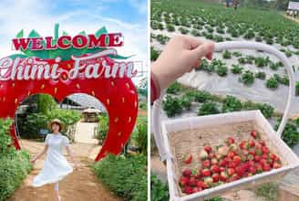 Một ngày thư giãn và khám phá tại nông trại dâu tây Chimi Farm