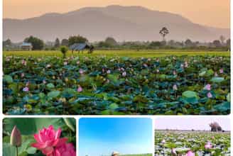 BỨC TRANH SEN HỒNG GIỮA THIÊN NHIÊN Ở PHÚ THIỆN