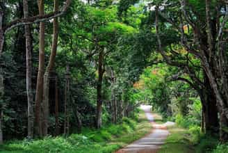 Unveiling the Secrets of Cuc Phuong National Park: An Adventurer's Guide