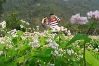 Mùa hoa tam giác mạch bung nở: Ninh Bình ‘gói’ cả Hà Giang vào lòng