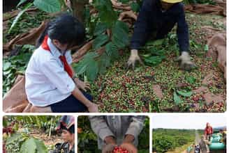 RỘN RÀNG MÙA THU HOẠCH CÀ PHÊ Ở GIA LAI