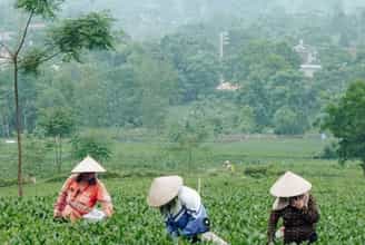 Khám Phá Đồi Chè Cầu Đá: Thiên Đường Xanh Giữa Lòng Thái Nguyên
