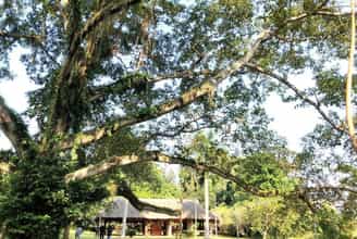 Tan Trao Banyan Tree: A Symbol of Resilience and Historical Significance
