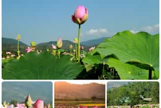 VẺ ĐẸP YÊN BÌNH CỦA CÁNH ĐỒNG SEN CAM LÂM