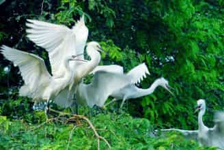 Bac Lieu Bird Garden: Home to Thousands of Rare Bird Species
