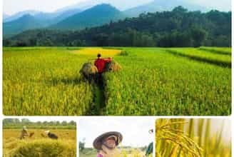 MÙA LÚA CHÍN VÀNG TRÊN CÁNH ĐỒNG QUÊ HƯƠNG