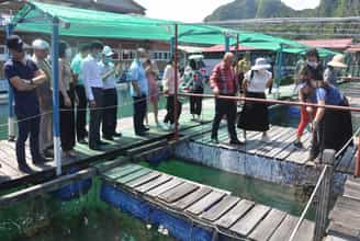 Điểm Đến Kỳ Thú: Khu Nuôi Cấy Ngọc Trai tại vụng Tùng Sâu