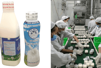 An Sinh – Hành Trình Từ Giọt Sữa Tươi Đến Niềm Tự Hào Quê Hương Đông Triều