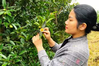 Sắc Vàng Bình Yên Giữa Núi Đồi Vườn Trà LÊ HẢI
