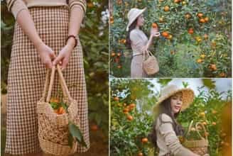 Vườn cam vàng óng, ảnh đẹp không góc chết ở Đông Triều