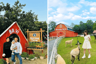Tận Tay Cho Dê Ăn và Gặt Rau: Một Ngày Đầy Màu Sắc Ở Dê Trắng Farm