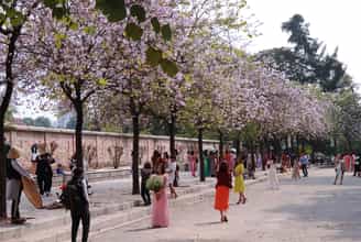 Cùng Hà Nội Đón Xuân Với Sắc Tím Dịu Dàng Của Hoa Ban