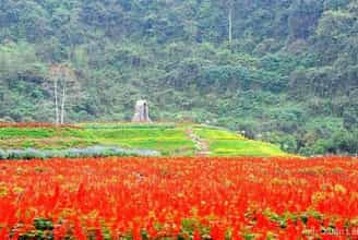Đảo Hoa Thung Nham: Nơi Mỗi Mùa Mang Một Vẻ Đẹp Mới Lạ