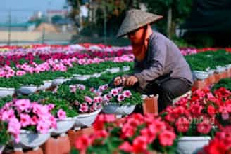 Ninh Phúc: Làng Hoa Truyền Thống Với Sắc Xuân Bất Tận