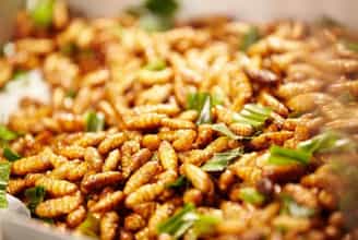 Trải Nghiệm Vị Giòn Béo Đặc Sản Nhộng Ong Từ Núi Rừng Cúc Phương