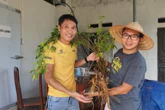Trải Nghiệm Canh Tác Hữu Cơ Cùng HTX Sâm Cúc Phương