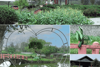 Tiến Yên Farmstay – Điểm đến của những người yêu Trà