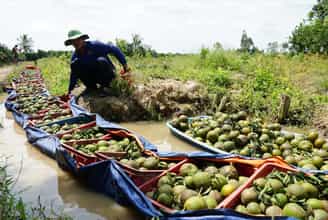 Khám Phá Thủ Phủ Cam Sành Tam Bình Nức Tiếng Vĩnh Long
