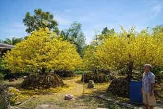 Sắc Vàng Rực Rỡ Tại Làng Mai Phước Định Vĩnh Long