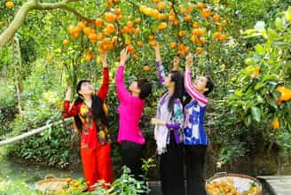 Hành Trình Tìm Về Vị Ngọt Của Thiên Đường Trái Cây Cái Mơn