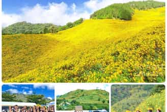 Lễ hội hoa dã quỳ Gia Lai - Sắc vàng mời gọi bước chân người lữ khách