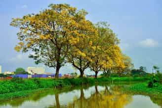 Săn Ảnh Đầu Hè Tại Con Đường Hoa Điệp Đa Sỹ