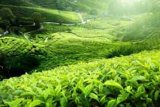A Journey to the Tan Cuong Tea Hills – Finding Serenity in the Heart of Tea Country