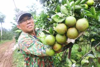 Đặc Sản Cam Nam Đông: Hương Vị Tinh Túy Từ Vùng Đất Đồi