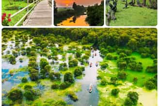 Exploring the Serene Beauty of Tra Su Melaleuca Forest in An Giang