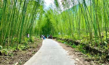 蒲楼竹林。