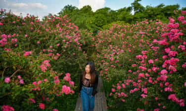 河内温柔紫薇花季