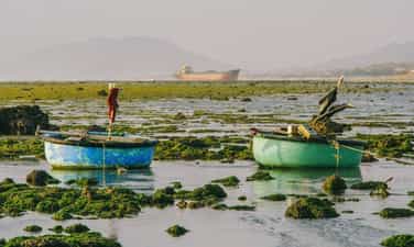 返回宁顺，探索 Tu Thien 海滩的“绿色苔藓田”