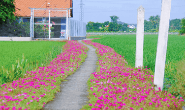 Check-in những 'Con đường hạnh phúc' ở Long An