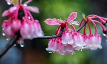 Hoa Đào chuông báo xuân ngợp ngời trên đỉnh Bà Nà