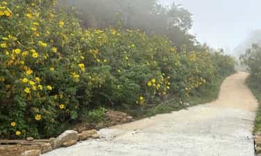 Sin Suối Hồ mùa hoa dã quỳ