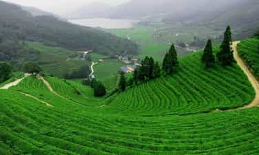 嘉义茶山