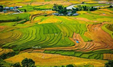 Cánh đồng Mường Lò