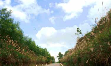 Hoa lau nở trắng rừng ở Hà Tĩnh