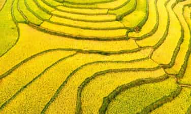 来Den Sang看金稻