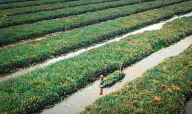 Cánh đồng khóm Tân Phước