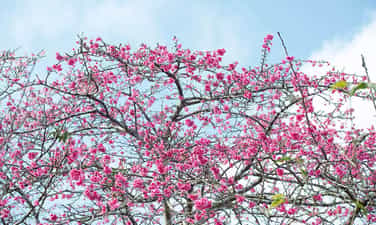 Rực rỡ sắc anh đào trước giờ khai hội