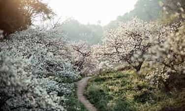 モクチャウで今季初の梅の花を「狩り」