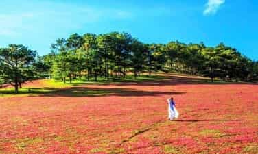 Mùa hội cỏ hồng rực rỡ ở xứ sở của người K’Ho