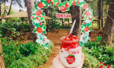 Vườn dâu tây Chimi Farm Mộc Châu