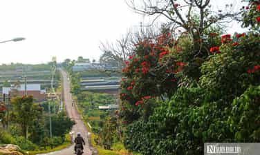 Hoa sò đo cam nở rộ ở Tây Nguyên
