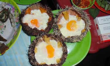 Nhum Biển"Thần dược" tiến vua của vùng biển Khánh Hoà | Echinus-panacea for the Kings from Khanh Hoa