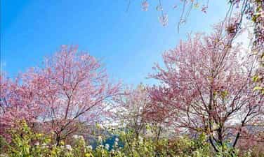 ソン・ラ：ナム・ギエップの山々や丘に咲く華やかなトゥデイの花に魅了されてください