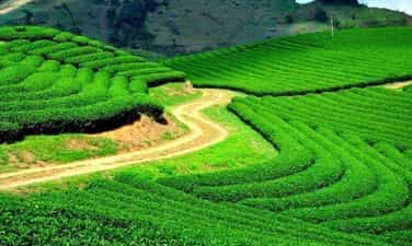 Cau Dat 茶山