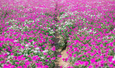 ツルニチニチソウの花畑
