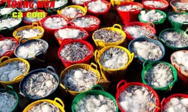 Rộn ràng mùa cá cơm Nam Trung bộ